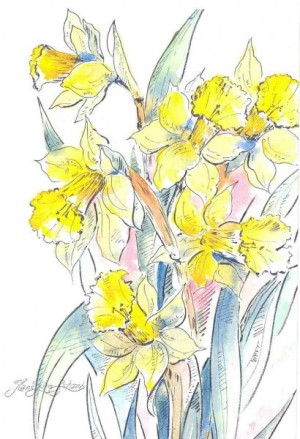 daffodills